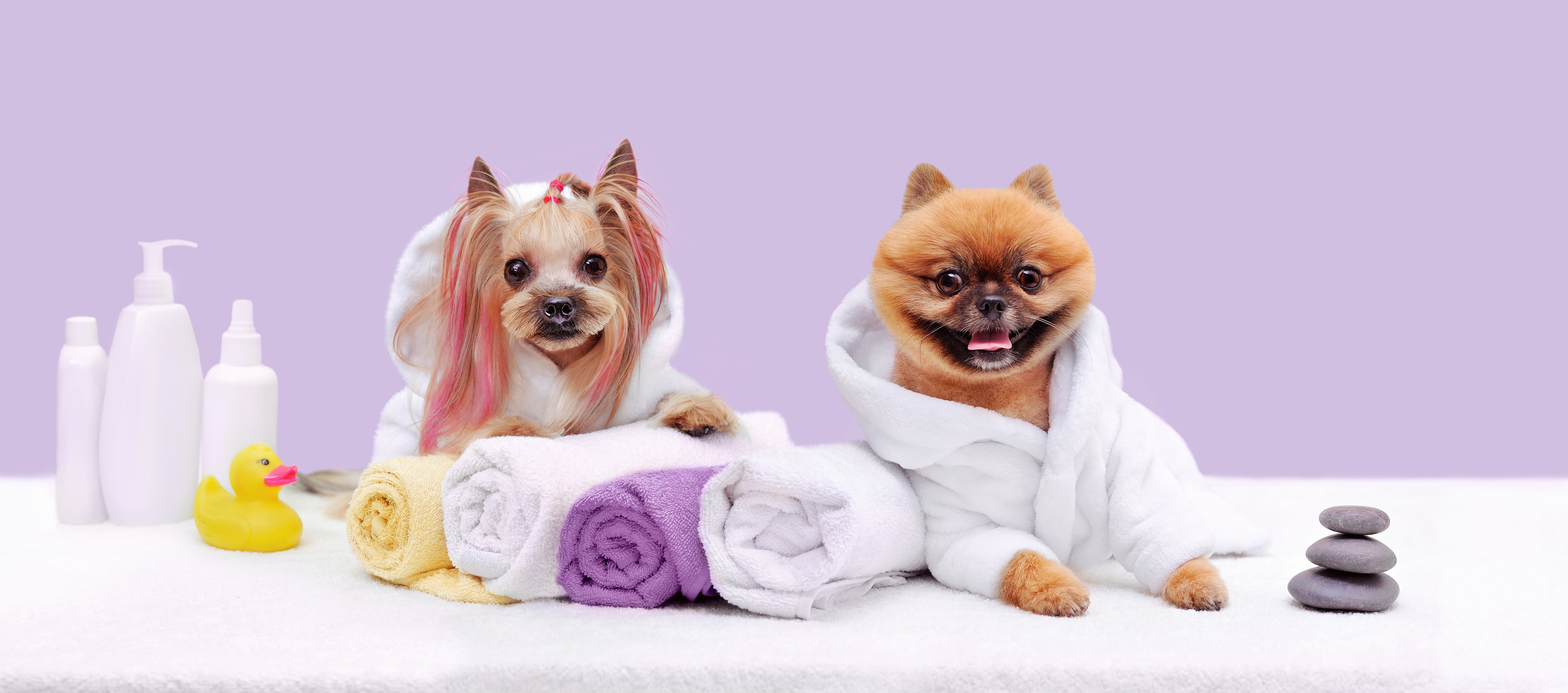 baño-bañar-perro-gato-cuidado-higiene