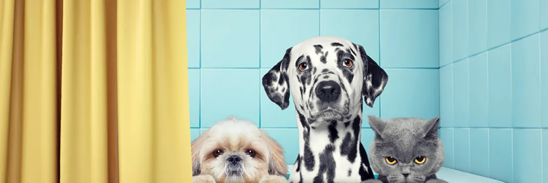 baño-bañar-perro-gato-cuidado-higiene